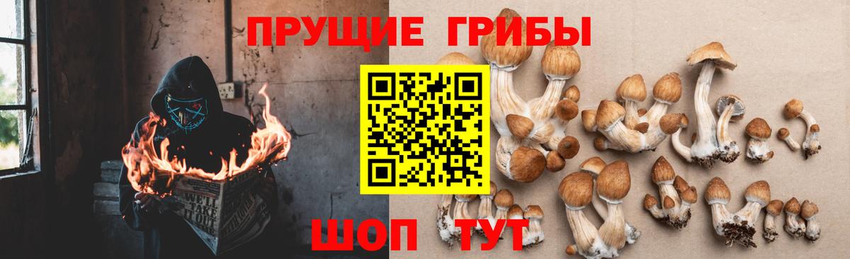 Псилоцибиновые грибы GOLDEN TEACHER  Вход с VPN  Псилоцибиновые грибы мицелий  Бугуруслан 